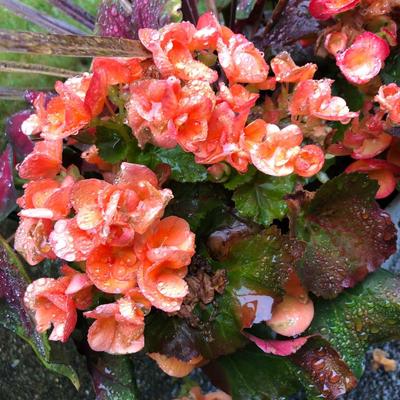 Two Combo Flowers & One Concrete Stand -Lot 131