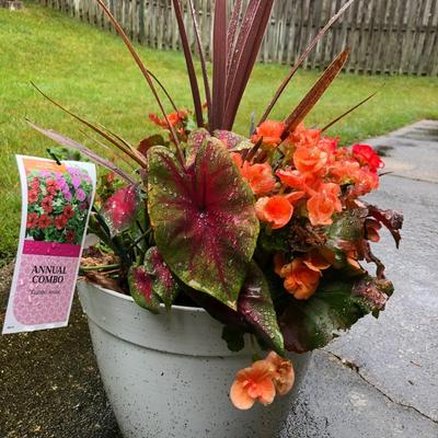 Two Combo Flowers & One Concrete Stand -Lot 131