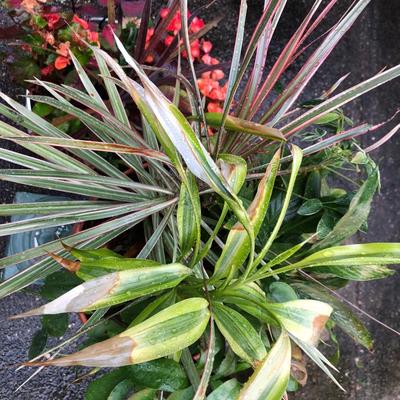 Two Combo Flowers & One Concrete Stand -Lot 131