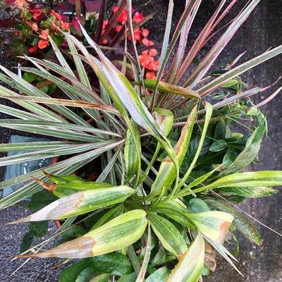 Two Combo Flowers & One Concrete Stand -Lot 131