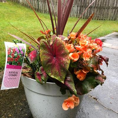 Two Combo Flowers & One Concrete Stand -Lot 131
