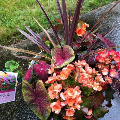 Two Combo Flowers & One Concrete Stand -Lot 131