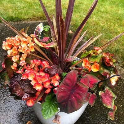 Two Combo Flowers & One Concrete Stand -Lot 131