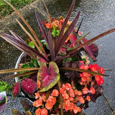 Two Combo Flowers & One Concrete Stand -Lot 131
