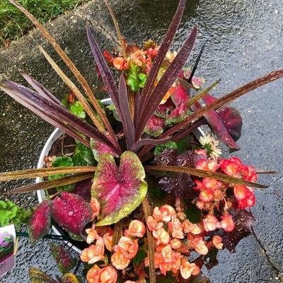Two Combo Flowers & One Concrete Stand -Lot 131