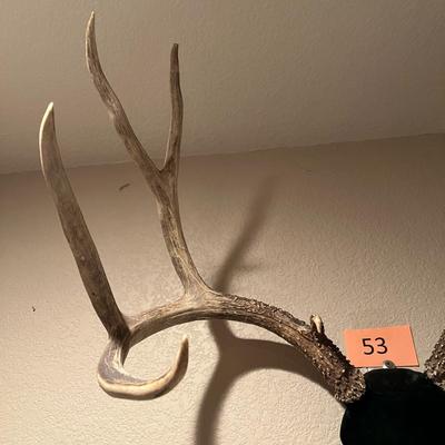Mule Deer Antlers
