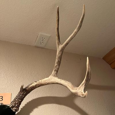 Mule Deer Antlers