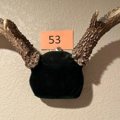 Mule Deer Antlers