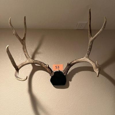 Mule Deer Antlers