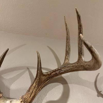 Deer Antlers