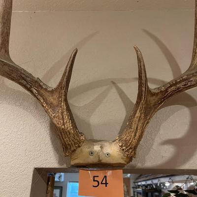 Deer Antlers