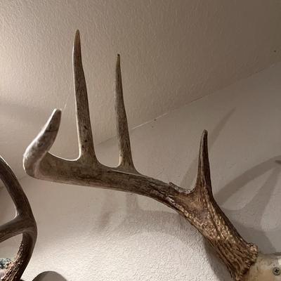 Deer Antlers