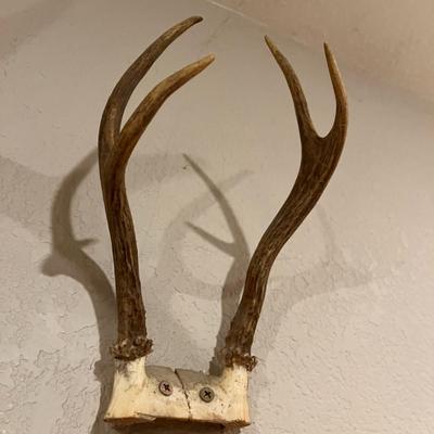 Small Mule Deer Antlers