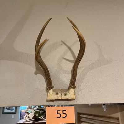 Small Mule Deer Antlers