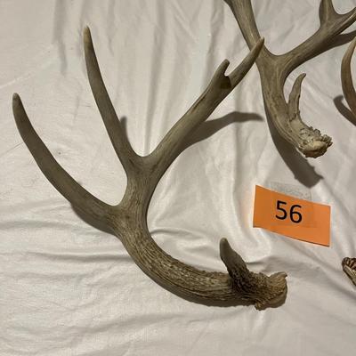 Loose Deer Antlers