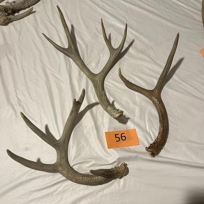 Loose Deer Antlers