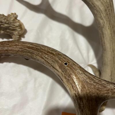 Loose Deer Antlers