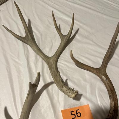 Loose Deer Antlers