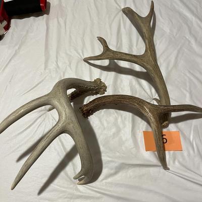 Loose Deer Antlers