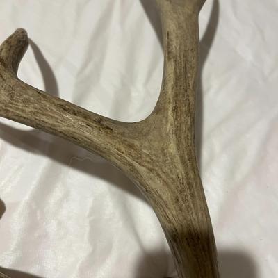 Loose Deer Antlers
