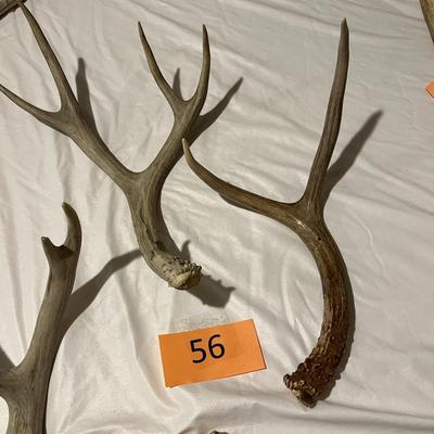 Loose Deer Antlers