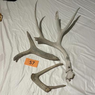 Antler Pieces