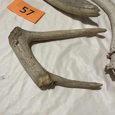 Antler Pieces