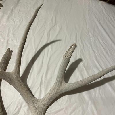 Antler Pieces