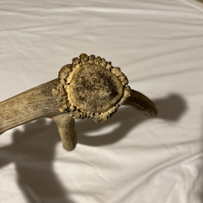 Elk Antler