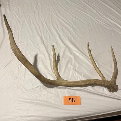 Elk Antler