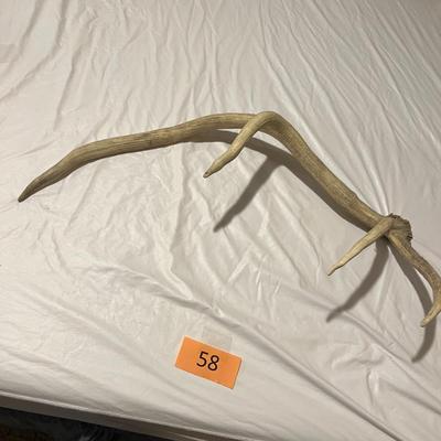 Elk Antler