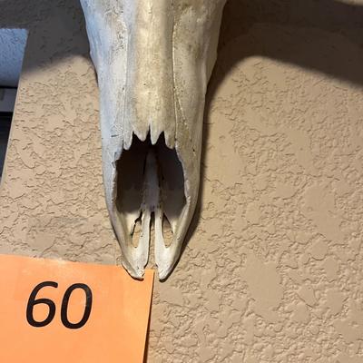 Pronghorn Skull