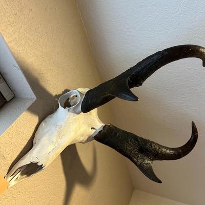Pronghorn Skull