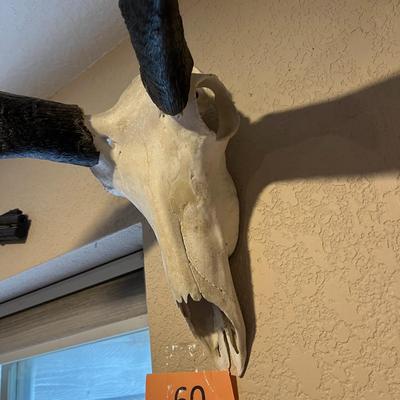 Pronghorn Skull