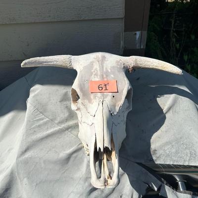 Bull Skull