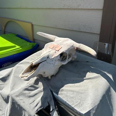 Bull Skull