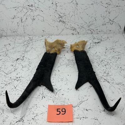 Pronghorn Horns
