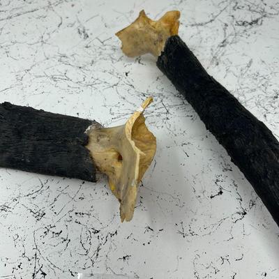 Pronghorn Horns