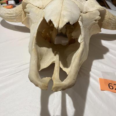 Large Buffalo Skull