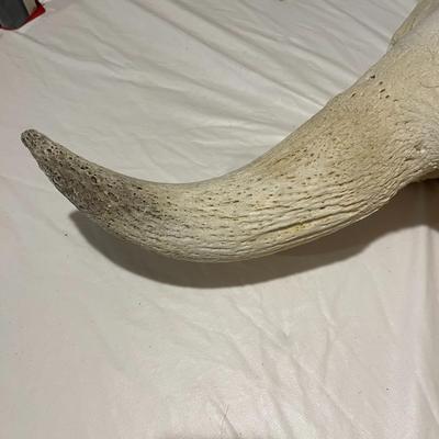 Large Buffalo Skull