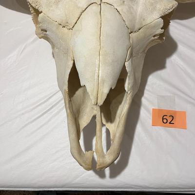 Large Buffalo Skull