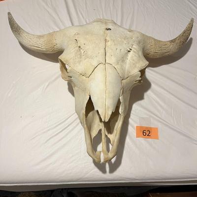 Large Buffalo Skull