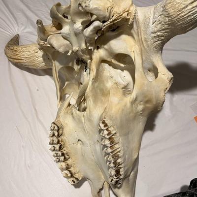 Large Buffalo Skull