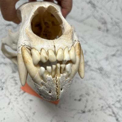 Black Bear Skull