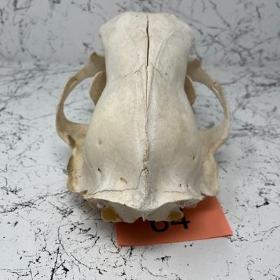Black Bear Skull