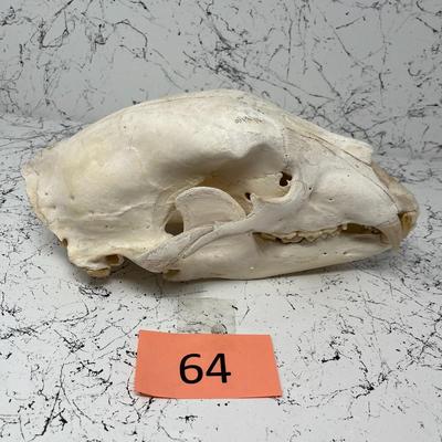 Black Bear Skull