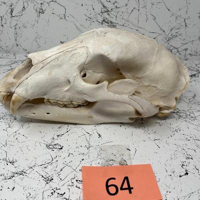 Black Bear Skull