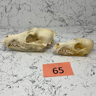Coyote Skulls