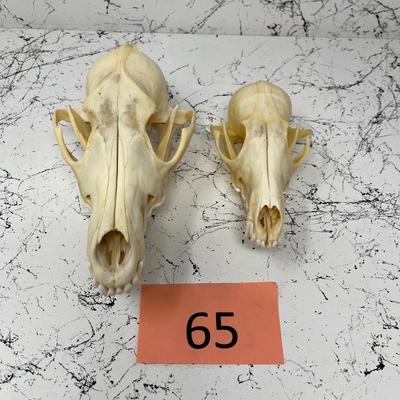 Coyote Skulls