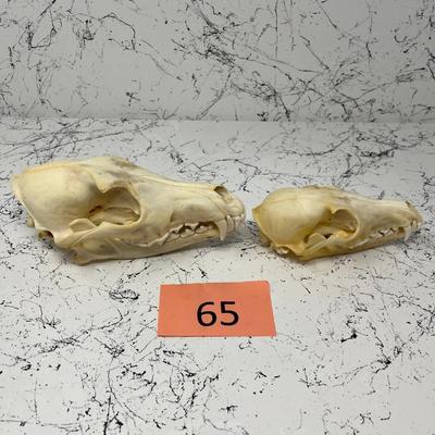 Coyote Skulls